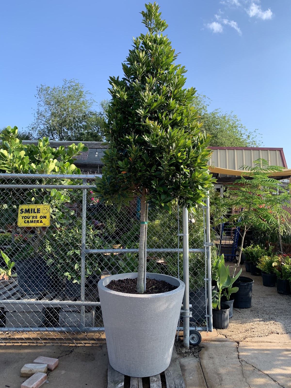 A Garden Center Inc