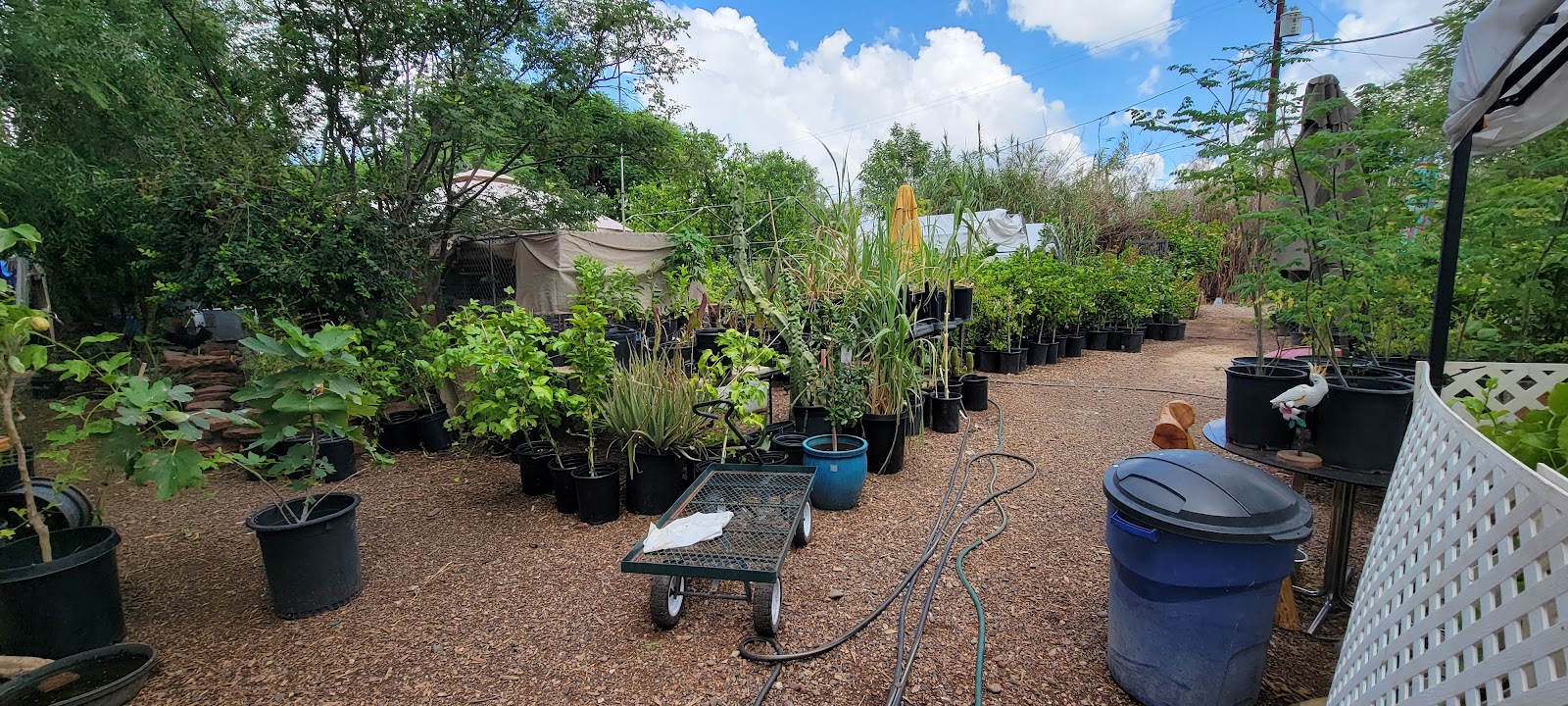 A Tropical Concept Plant Nursery