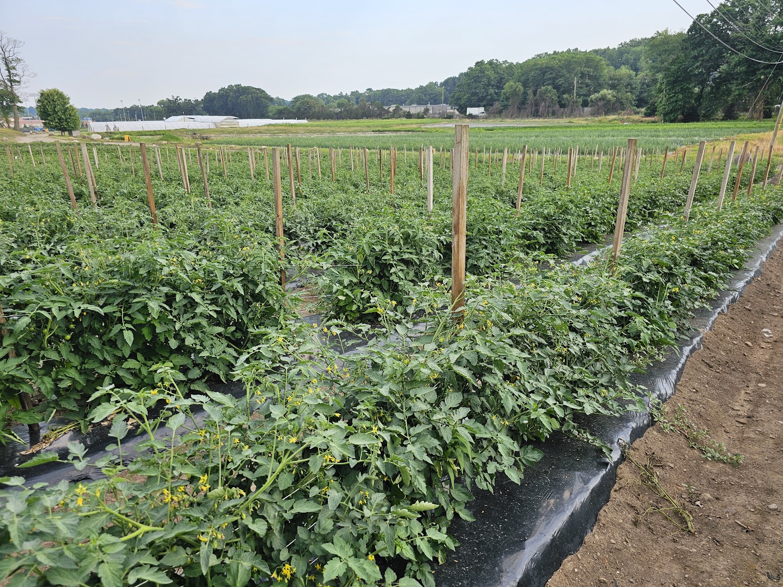 Abma's Farm Market, Greenhouse, and Barnyard Petting Zoo: Wyckoff, NJ