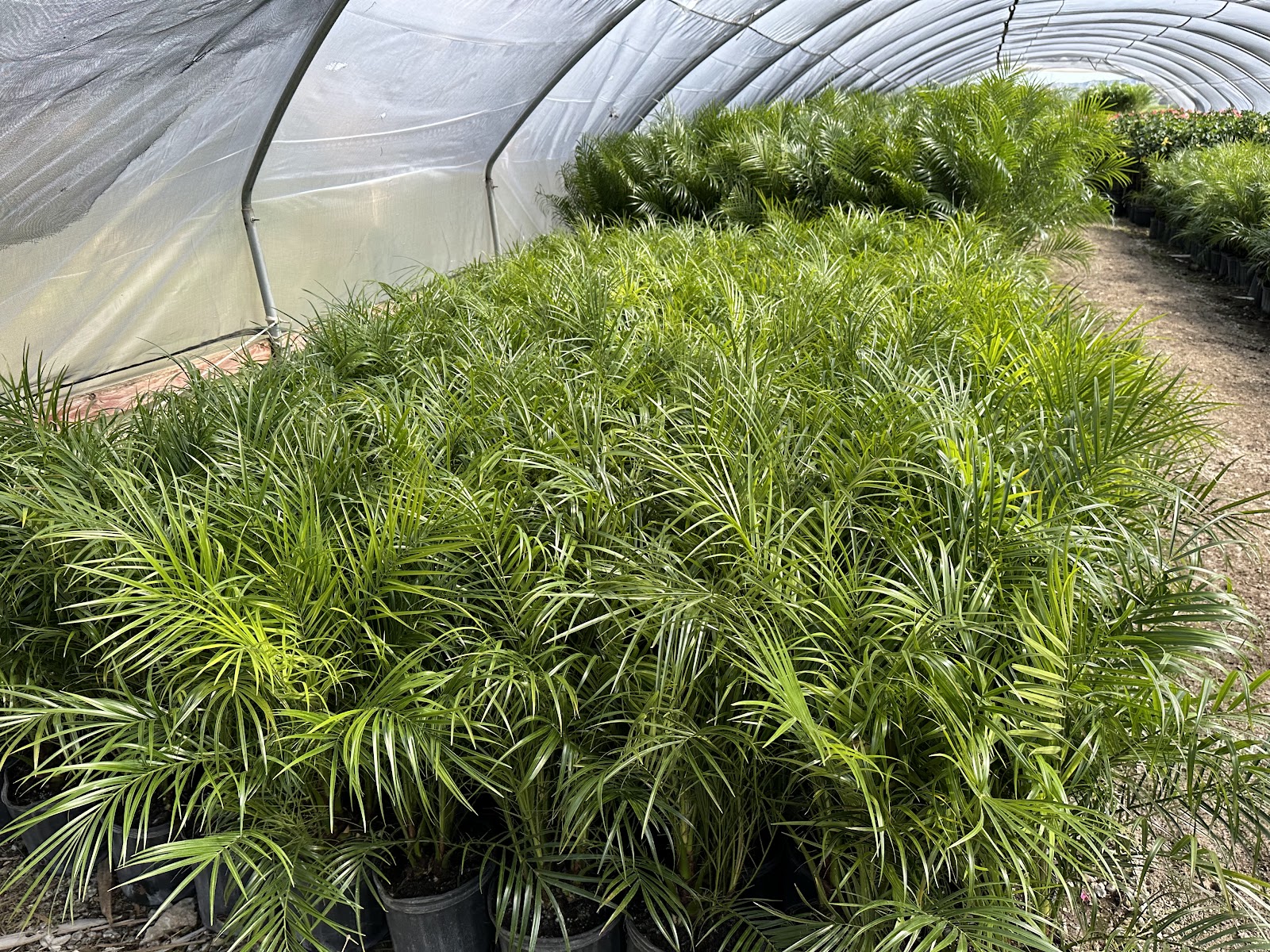 Adam Hall's Plant Nursery