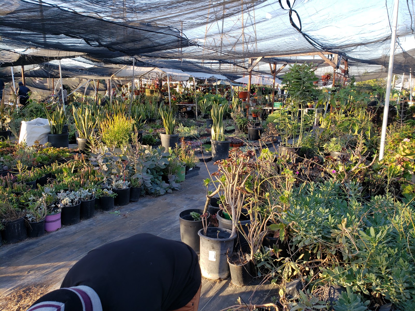Aeonian Verde Nursery