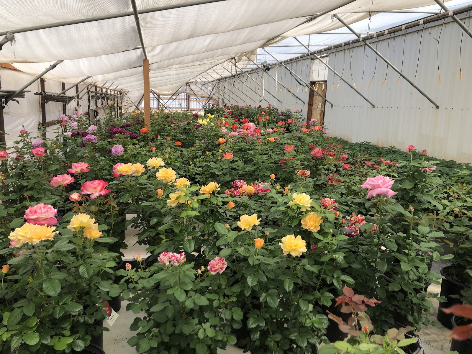Agra Greenhouse’s
