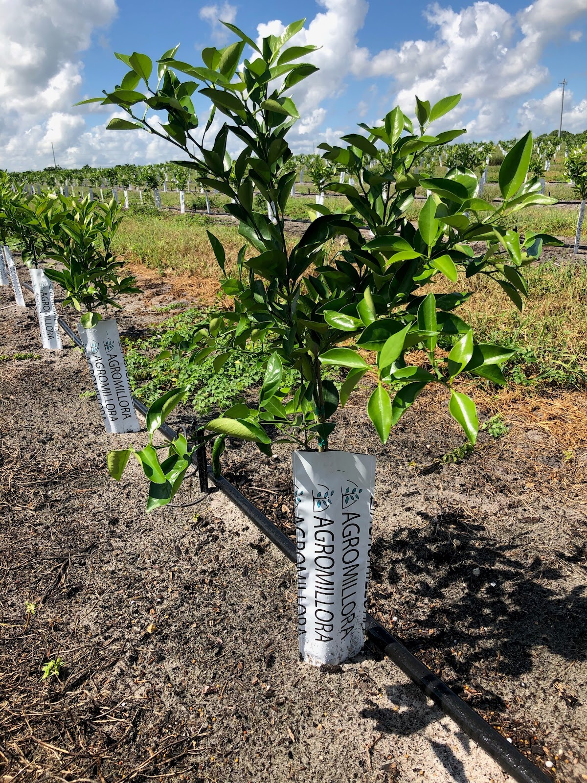Agromillora Florida