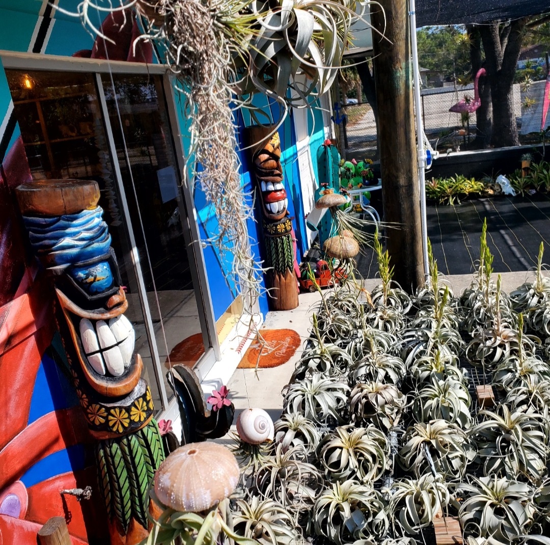 Air Plant Emporium by Twisted Acres