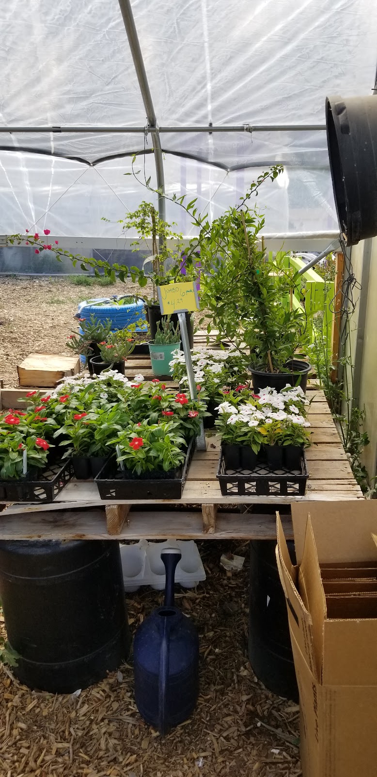 Albuquerque Water Gardens & Nursery