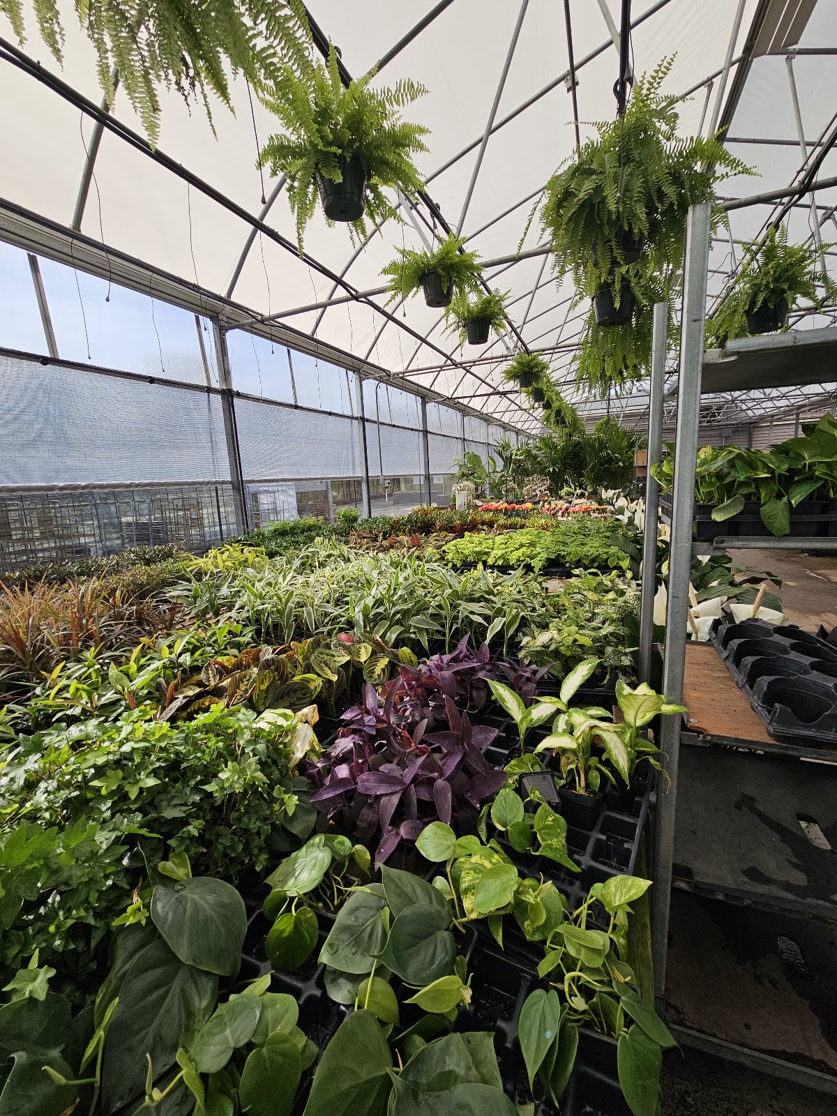 Alexander Hay Greenhouses, Inc