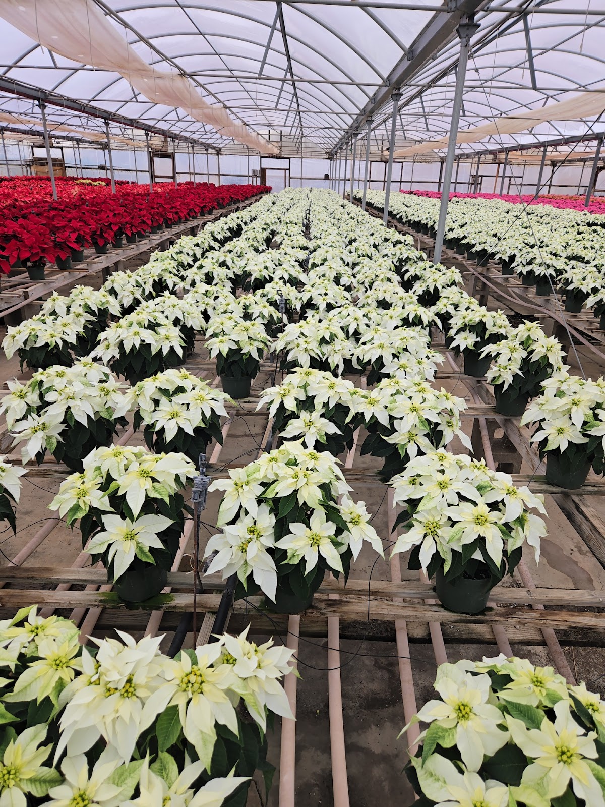 Allan Plant Company, Inc.