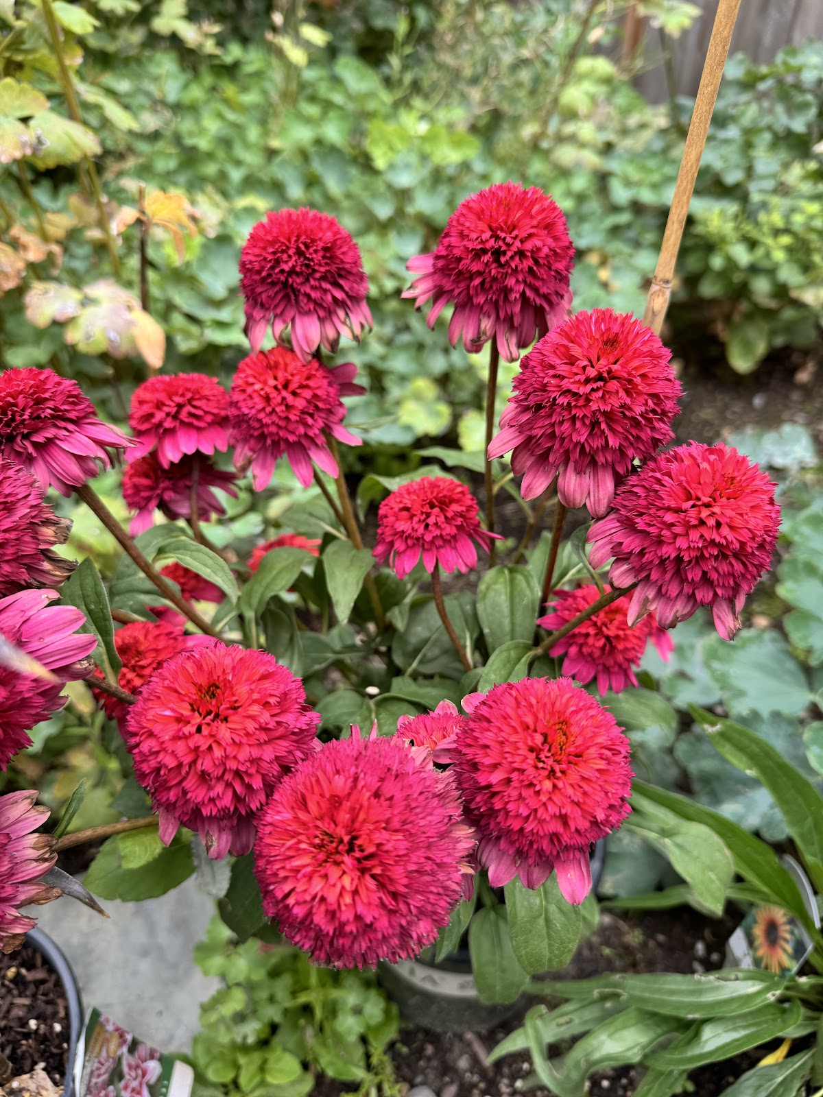 Alpine Nursery & Landscape