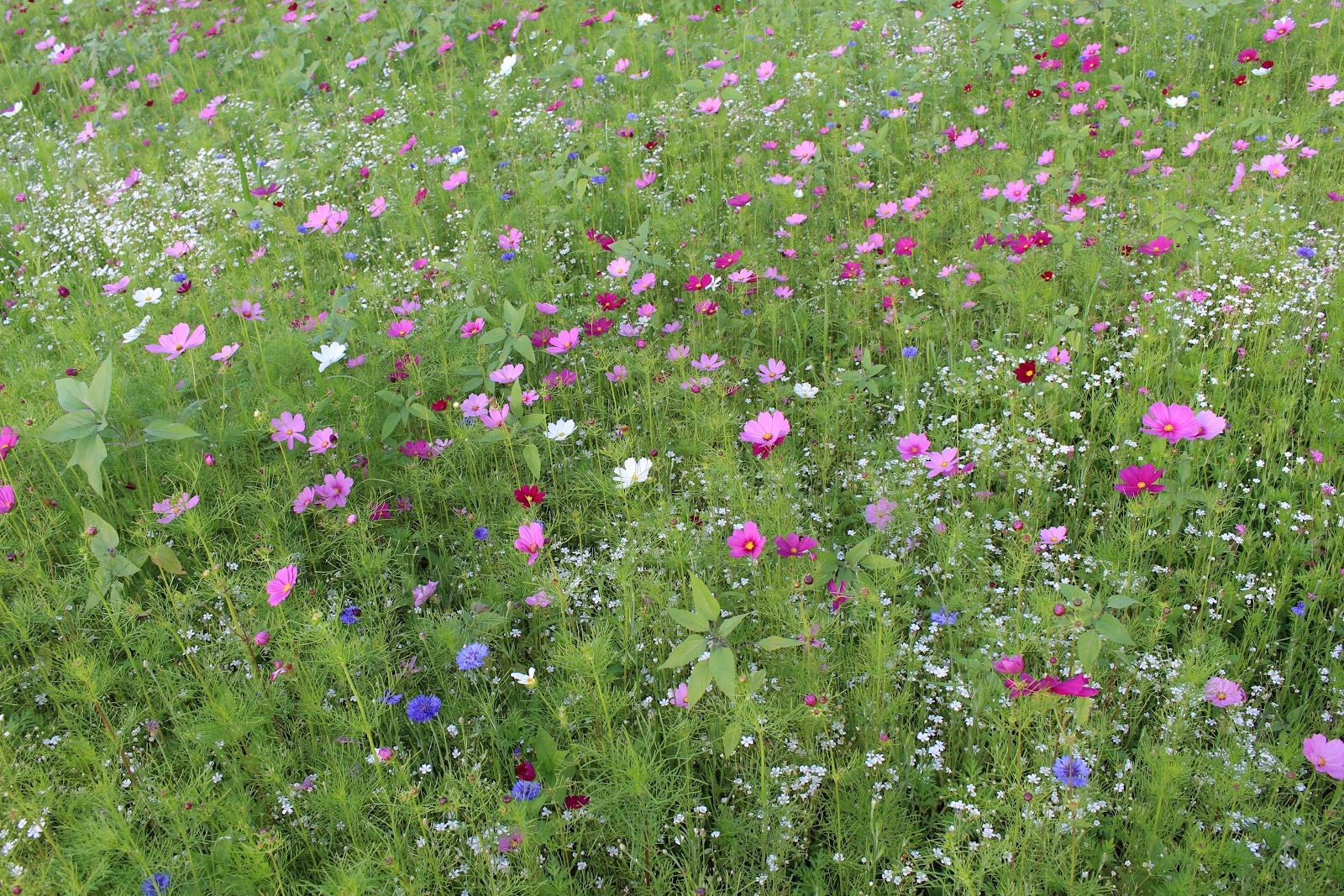American Meadows
