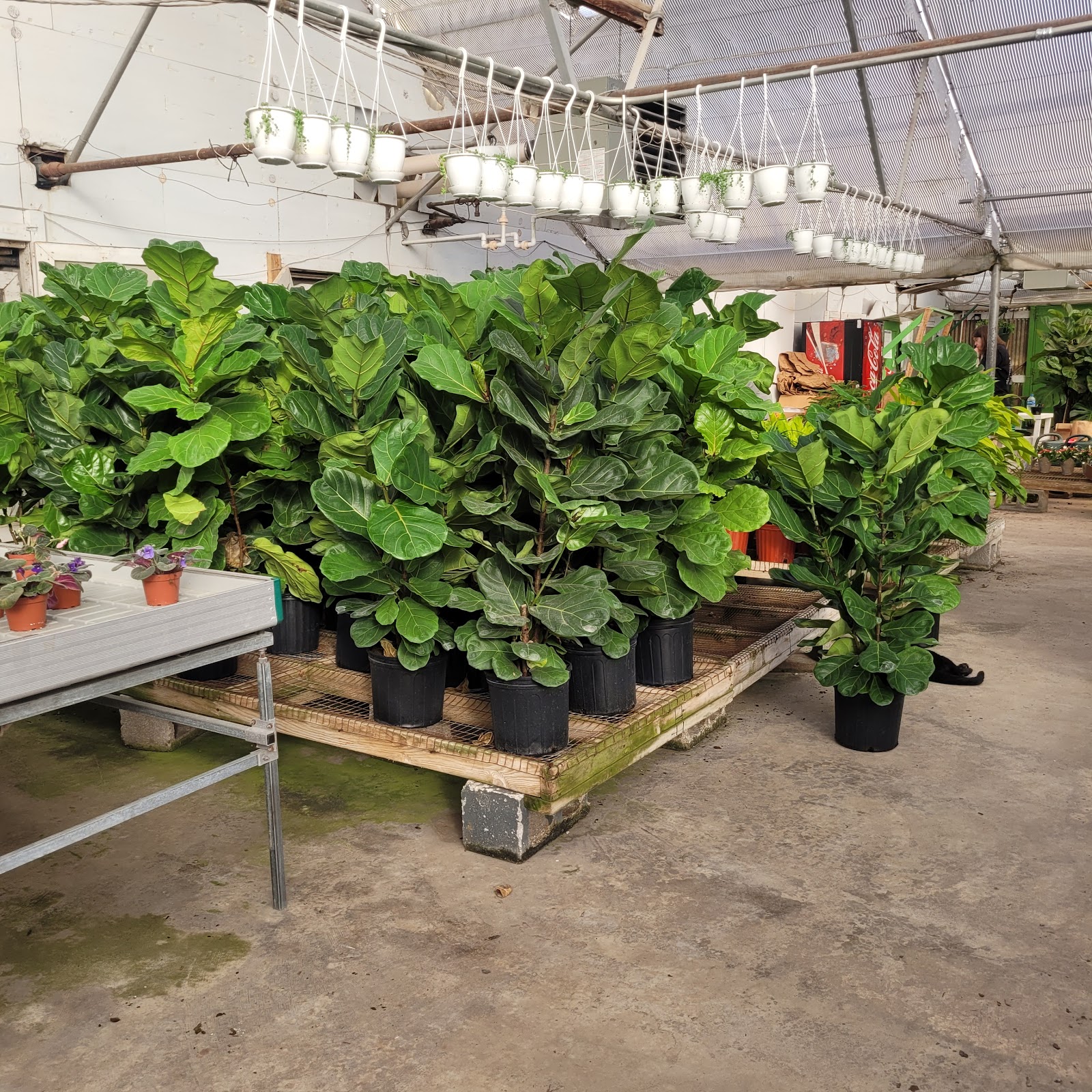 American Plant Products & Services