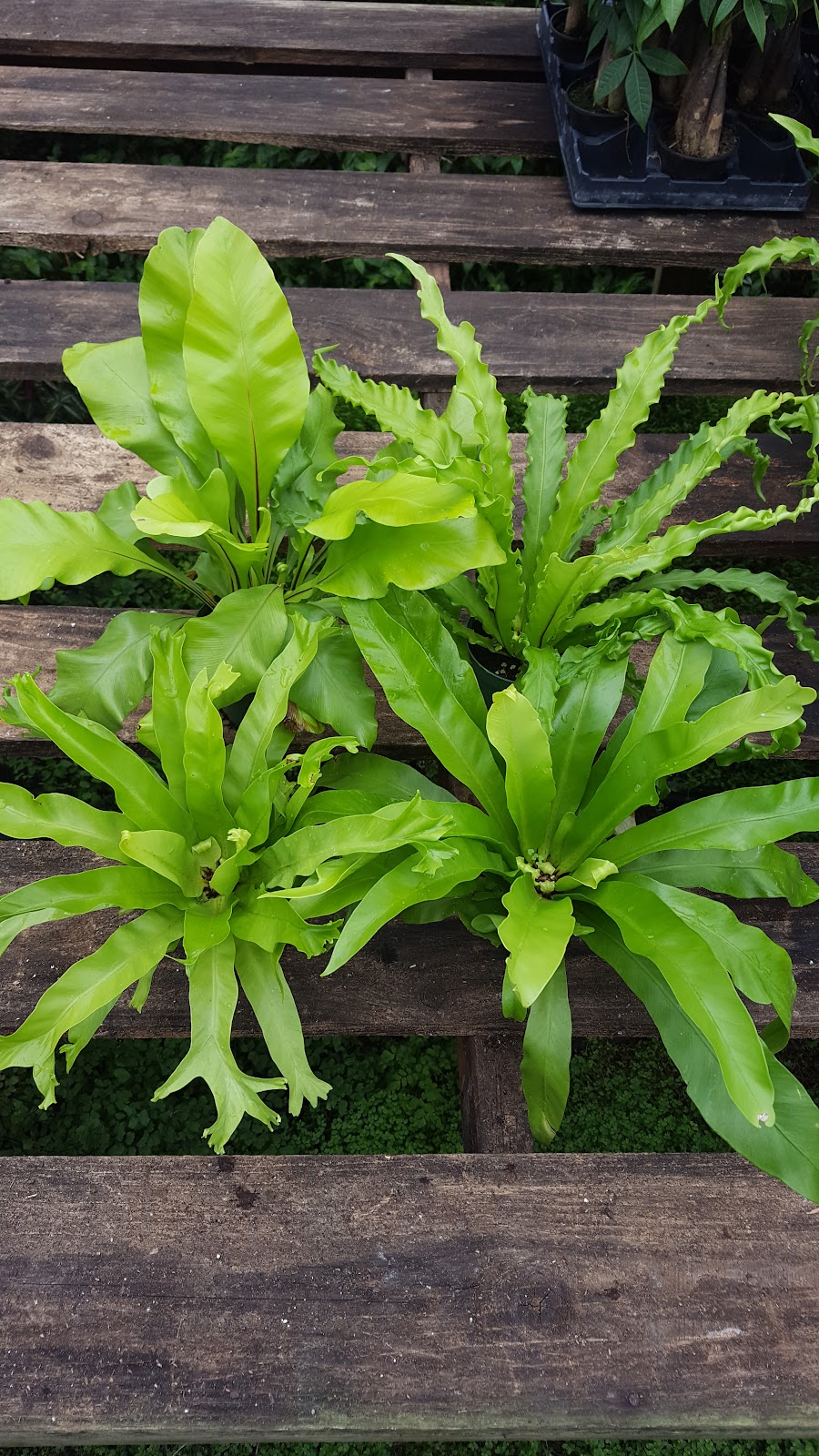 Angle Acres Greenhouse