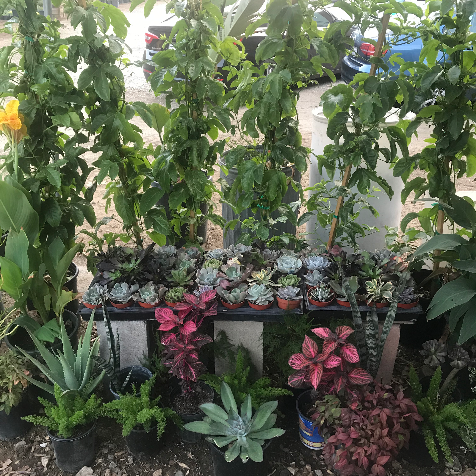 Annandale Garden Center
