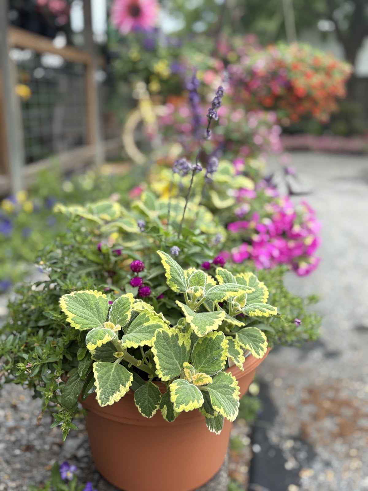 Another Season Home and Garden