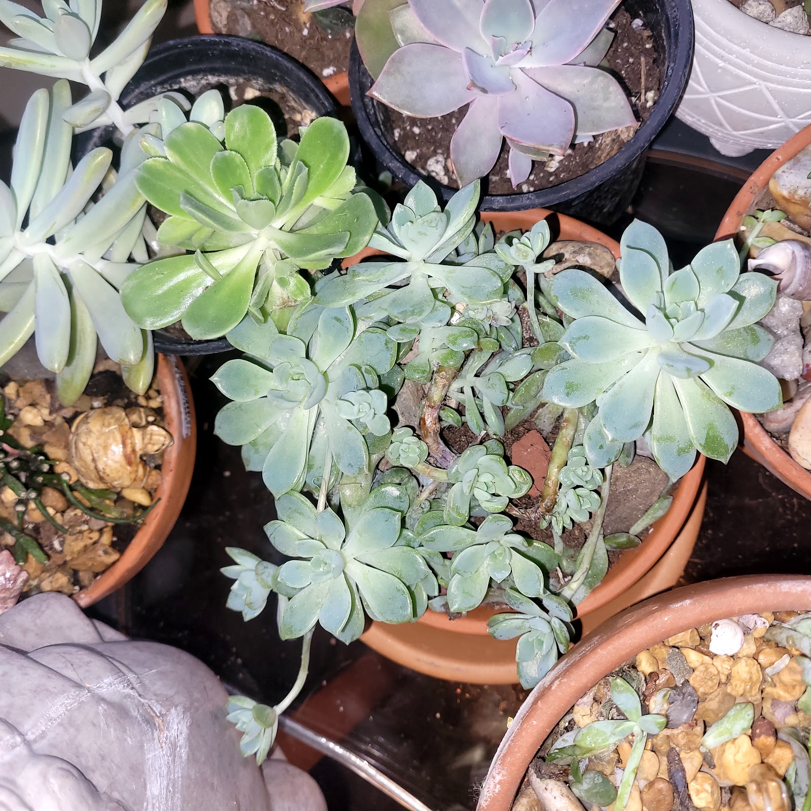 Anthony Petitti Organic Greenhouse