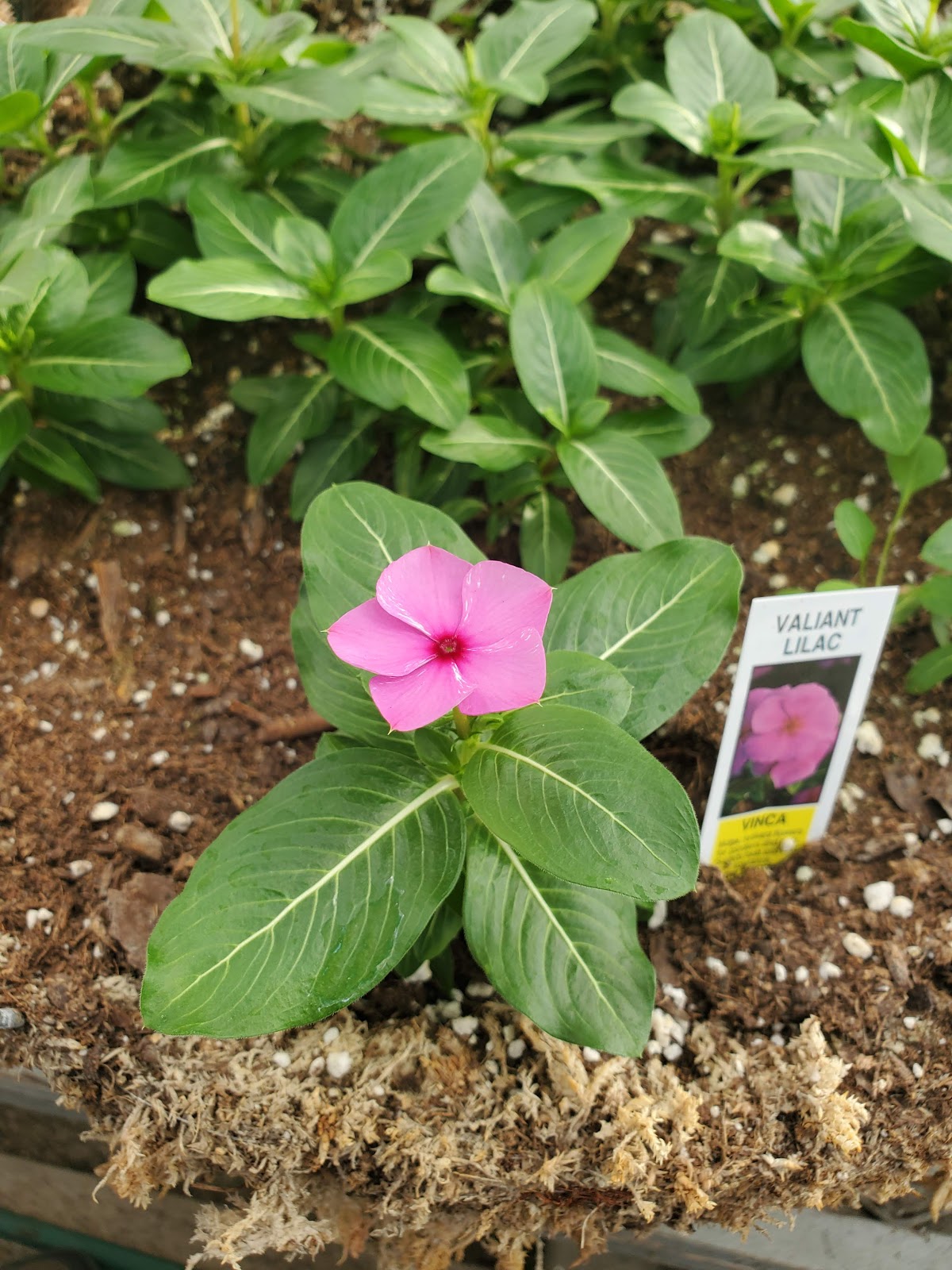Anton's Greenhouses