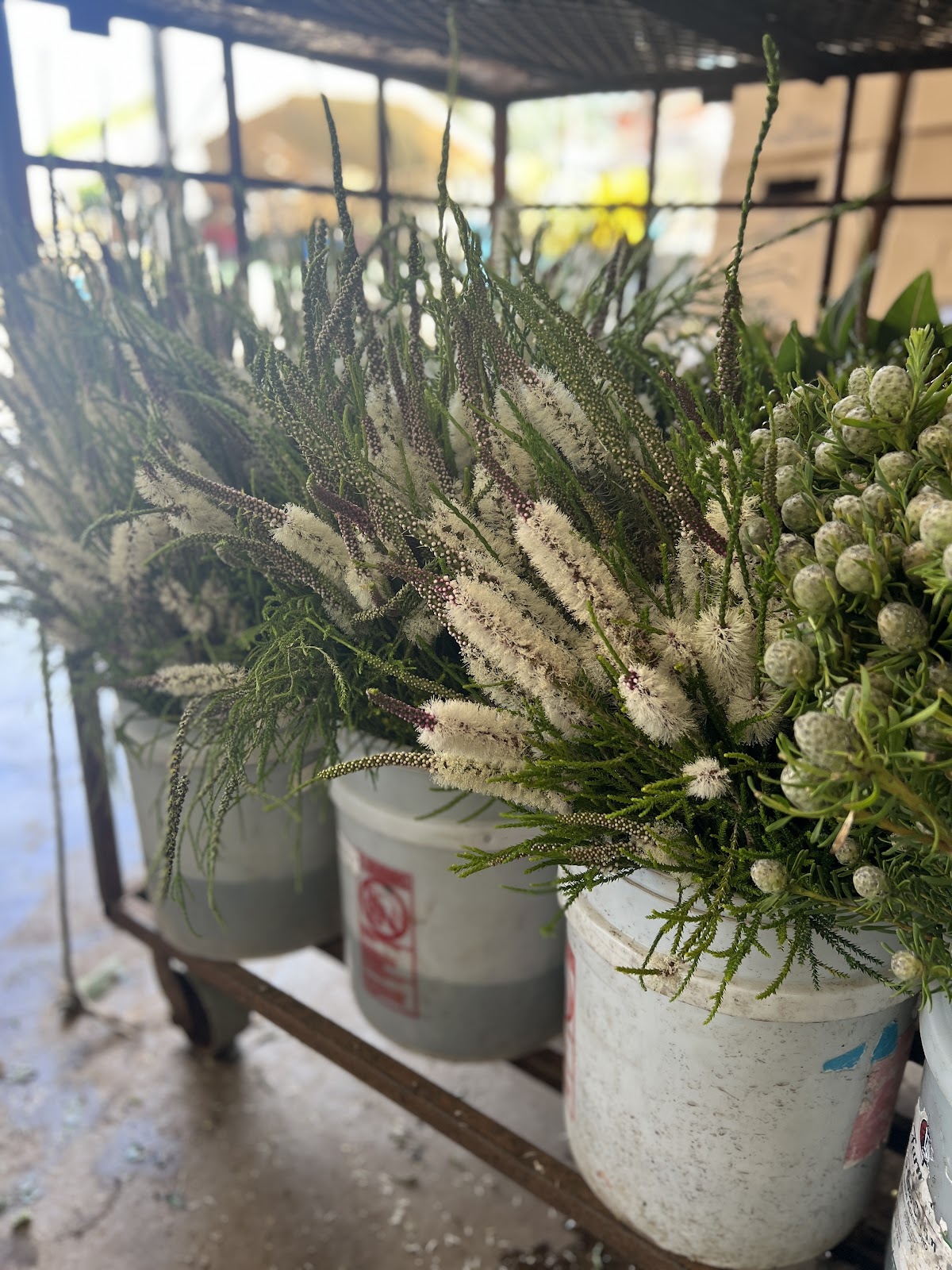 Arango Green Growers Wholesale