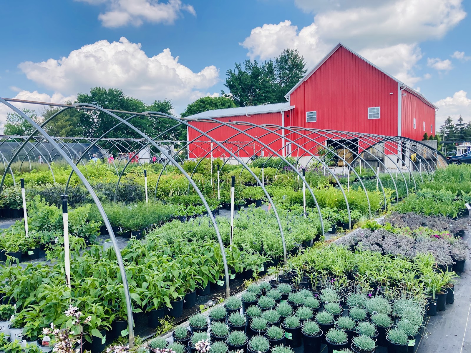 Arbor Farms Nursery