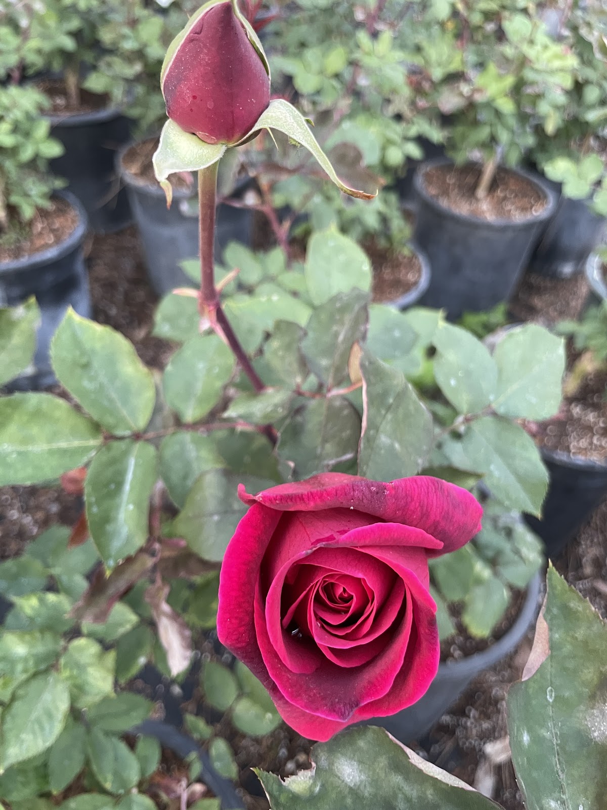 Arise Growers, Inc.