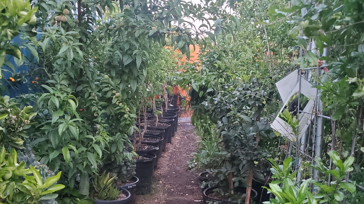 Arizona Fruit Trees
