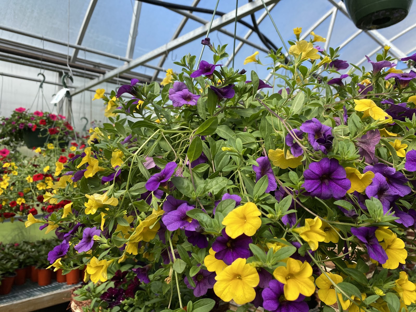 Atwood Avenue Greenhouses