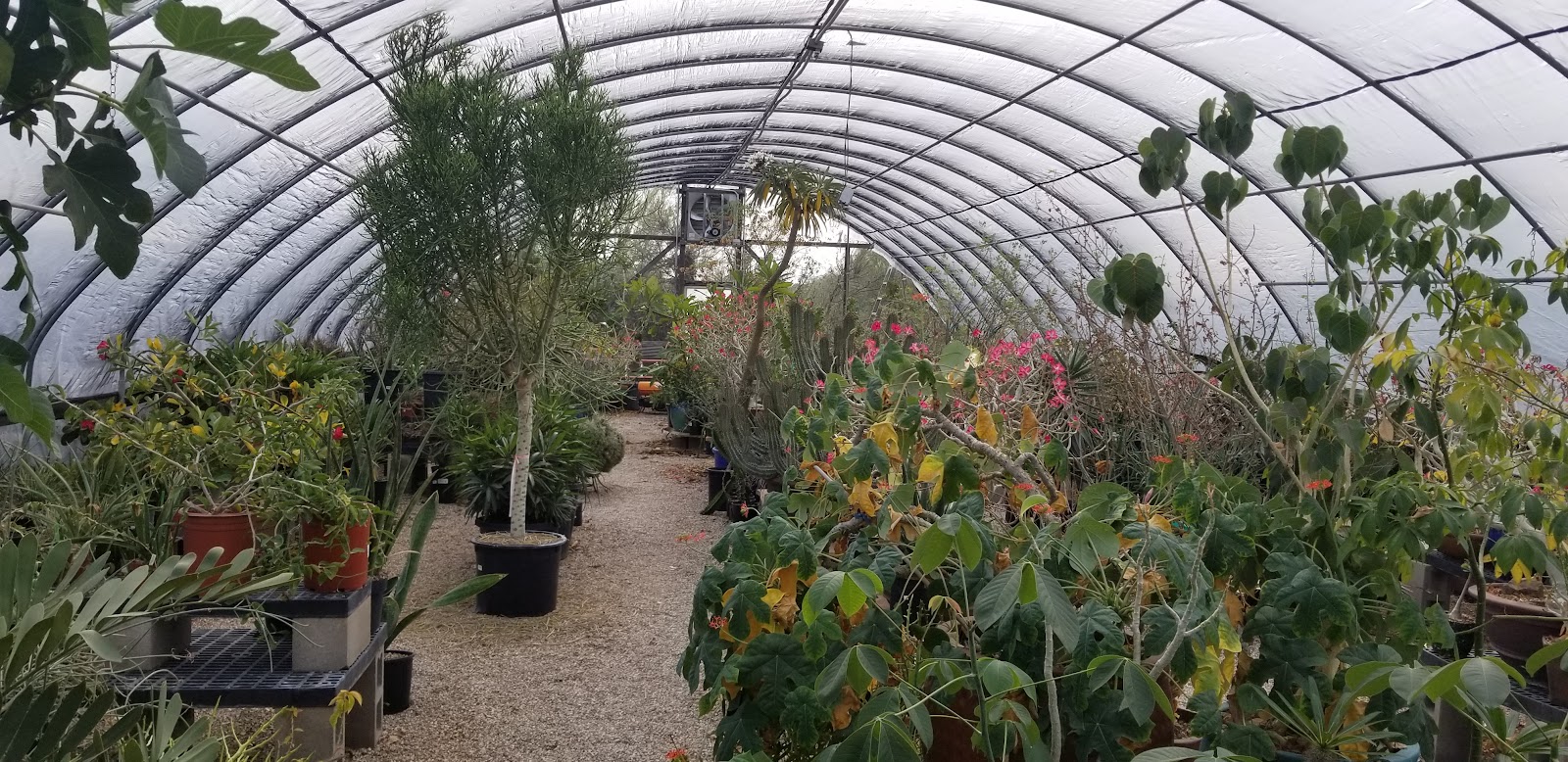 B & B Cactus Farm