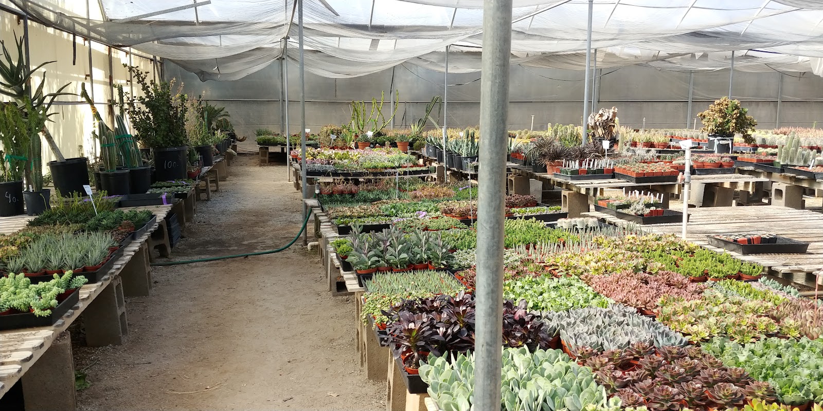 Bach's Greenhouse Cactus Nursery