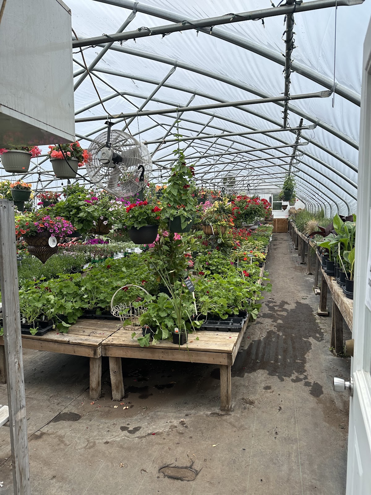 Backyard Greenhouse