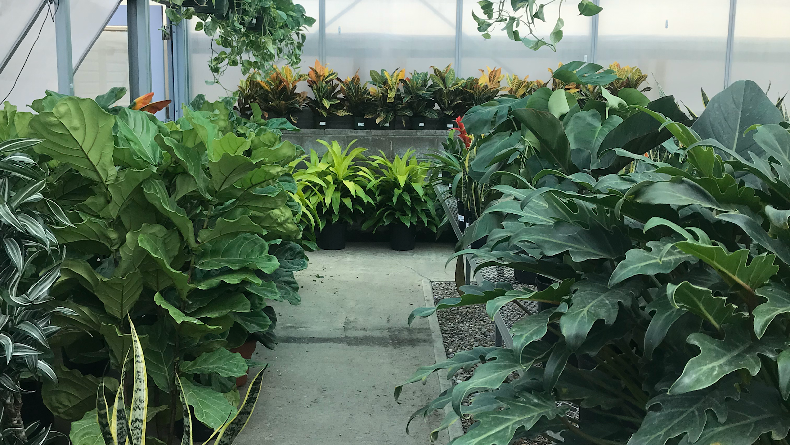 Baeten's Nursery & Greenhouses