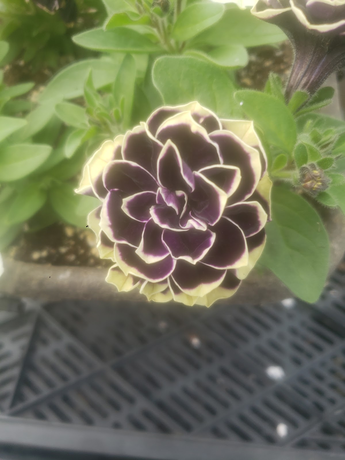 Ball Tagawa Growers