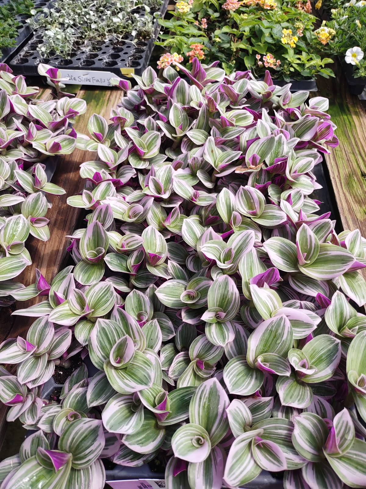 Barton's Greenhouse & Nursery