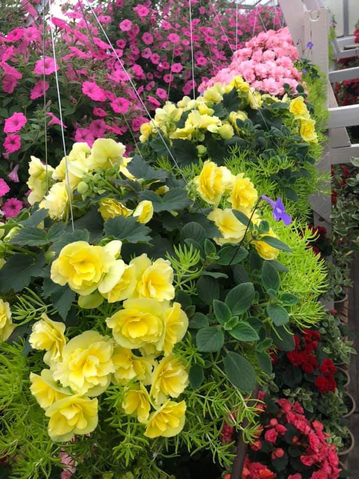Beichler's Greenhouse