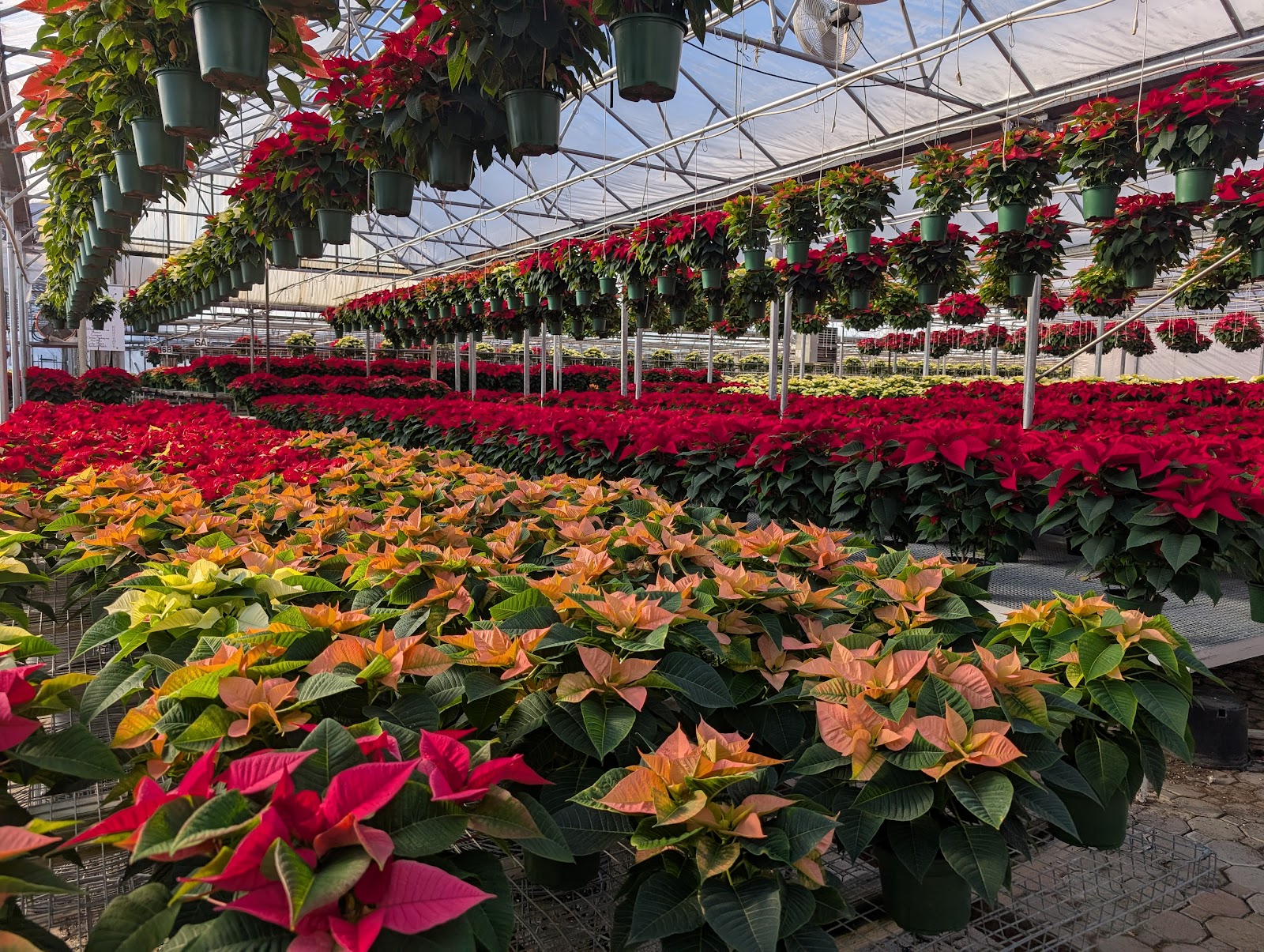 Bel Fiore Greenhouses