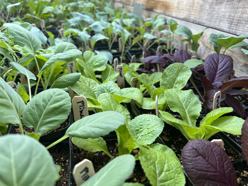 Bend Urban Gardens LLC