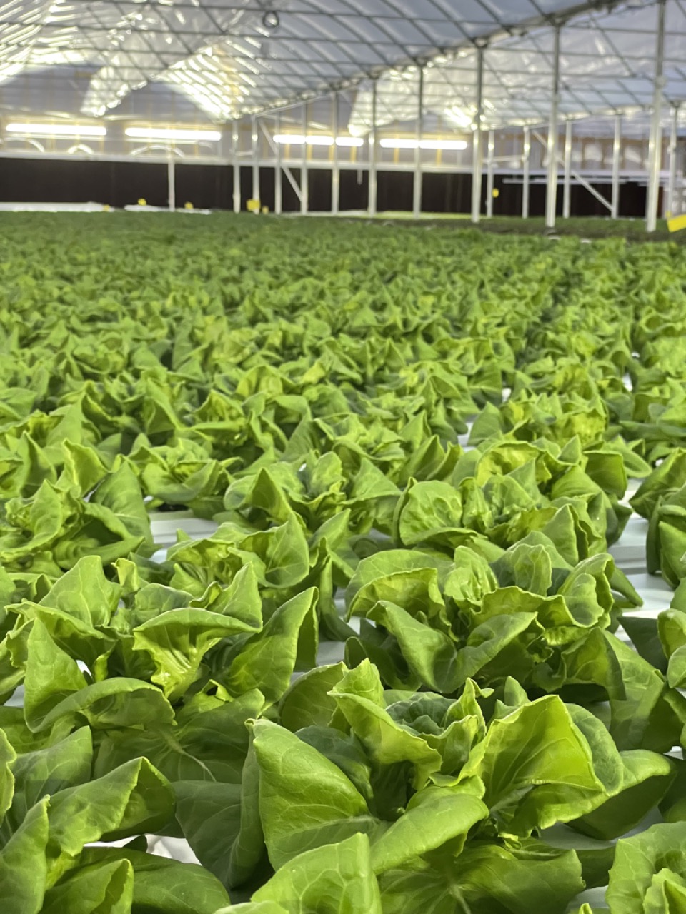 Better Day Farms