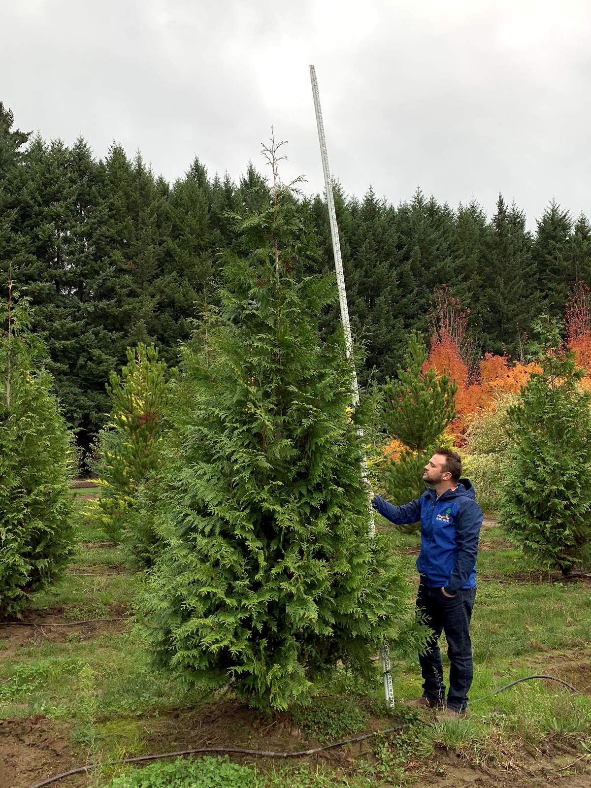 Big Trees Today