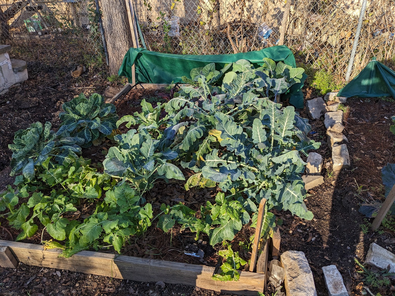Blackshear Neighborhood Garden