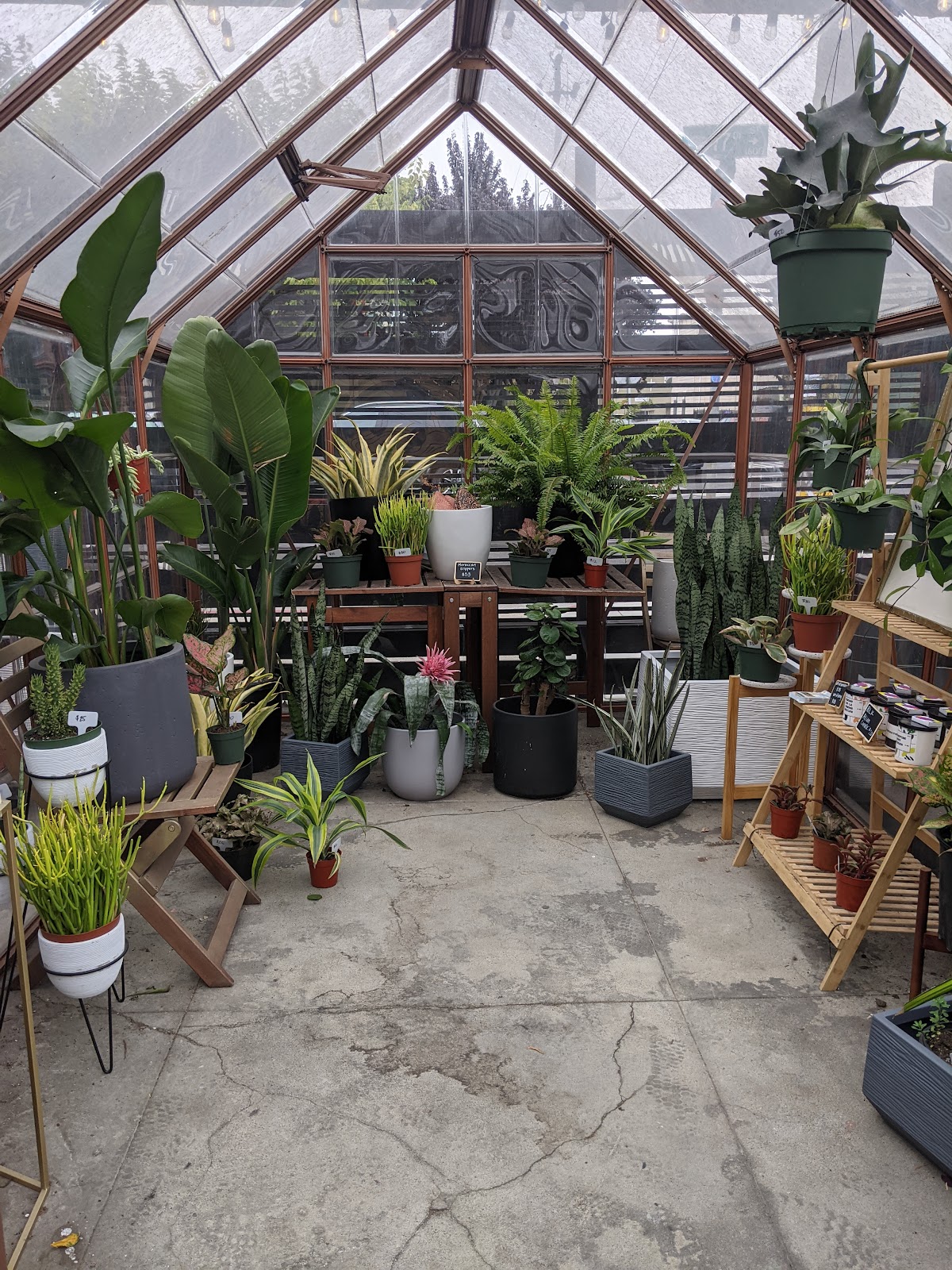 Blk Girls Green House
