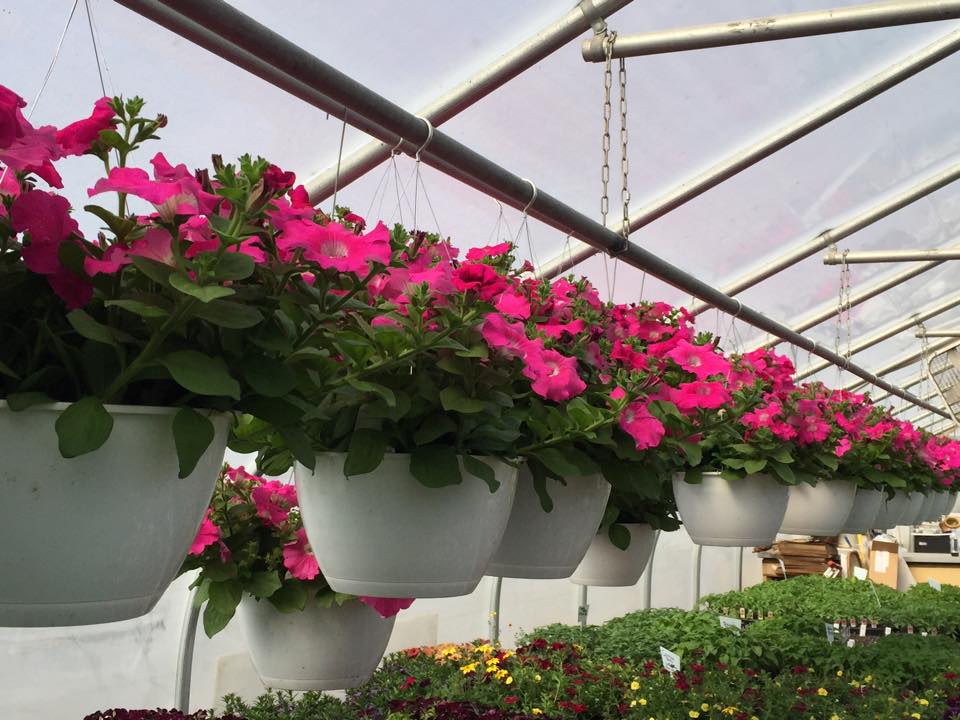Bloomfield Greenhouse