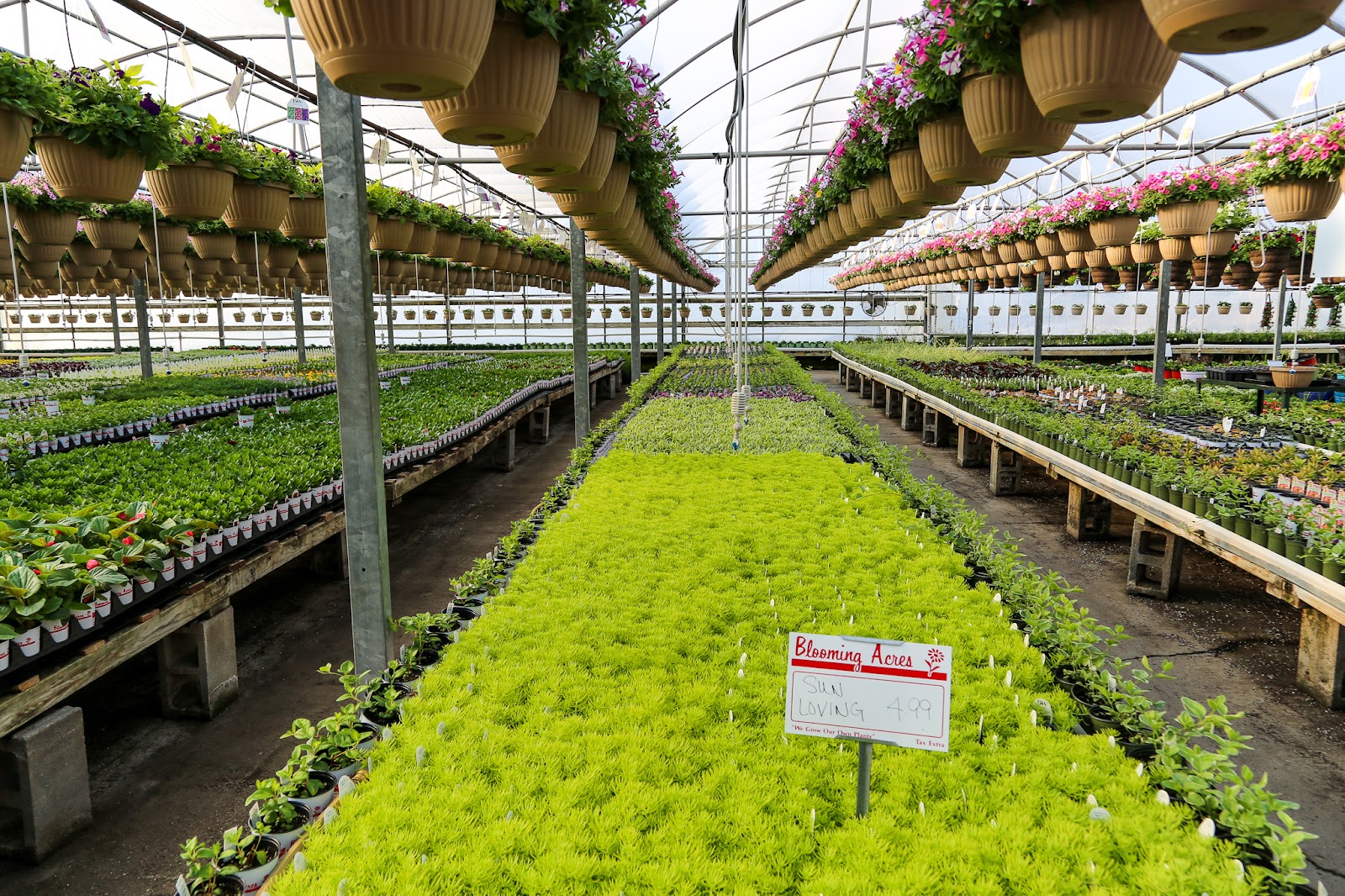 Blooming Acres Inc.