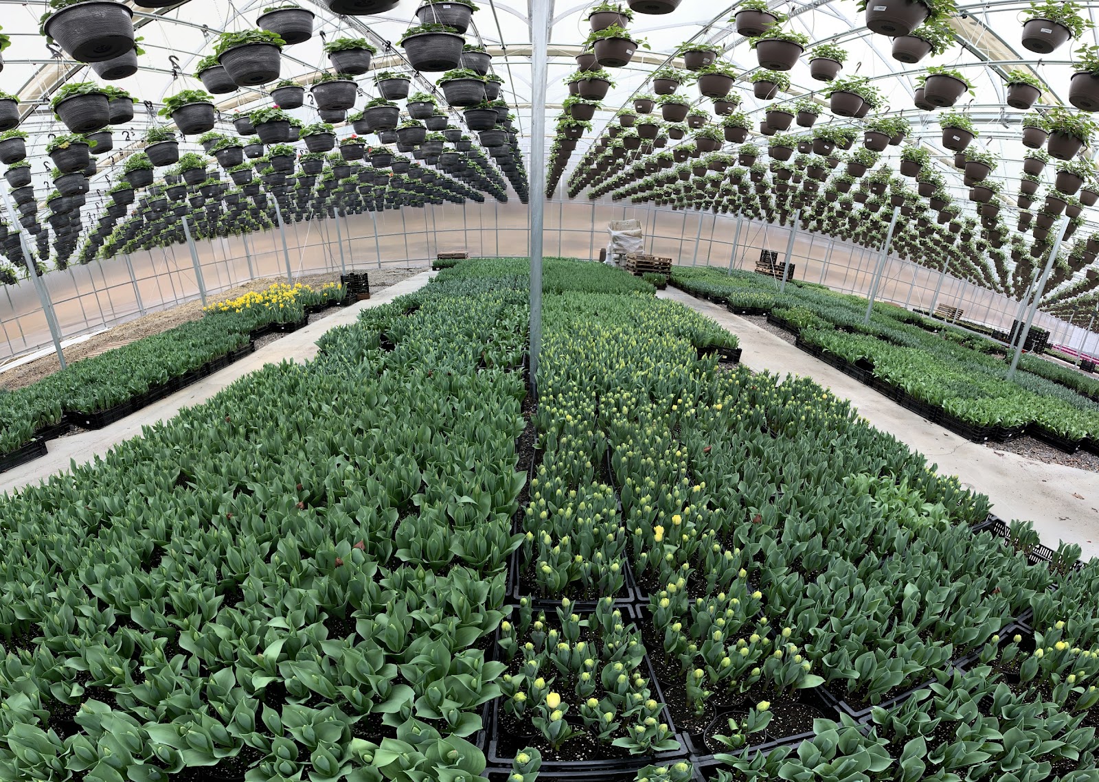 Blue Mountain Farms - Wholesale Greenhouse & Fundraising