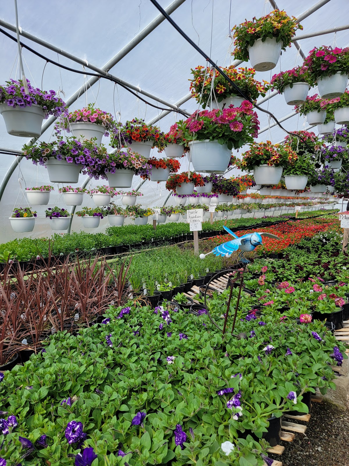 Blueberry Hill Farm Greenhouses, LLC