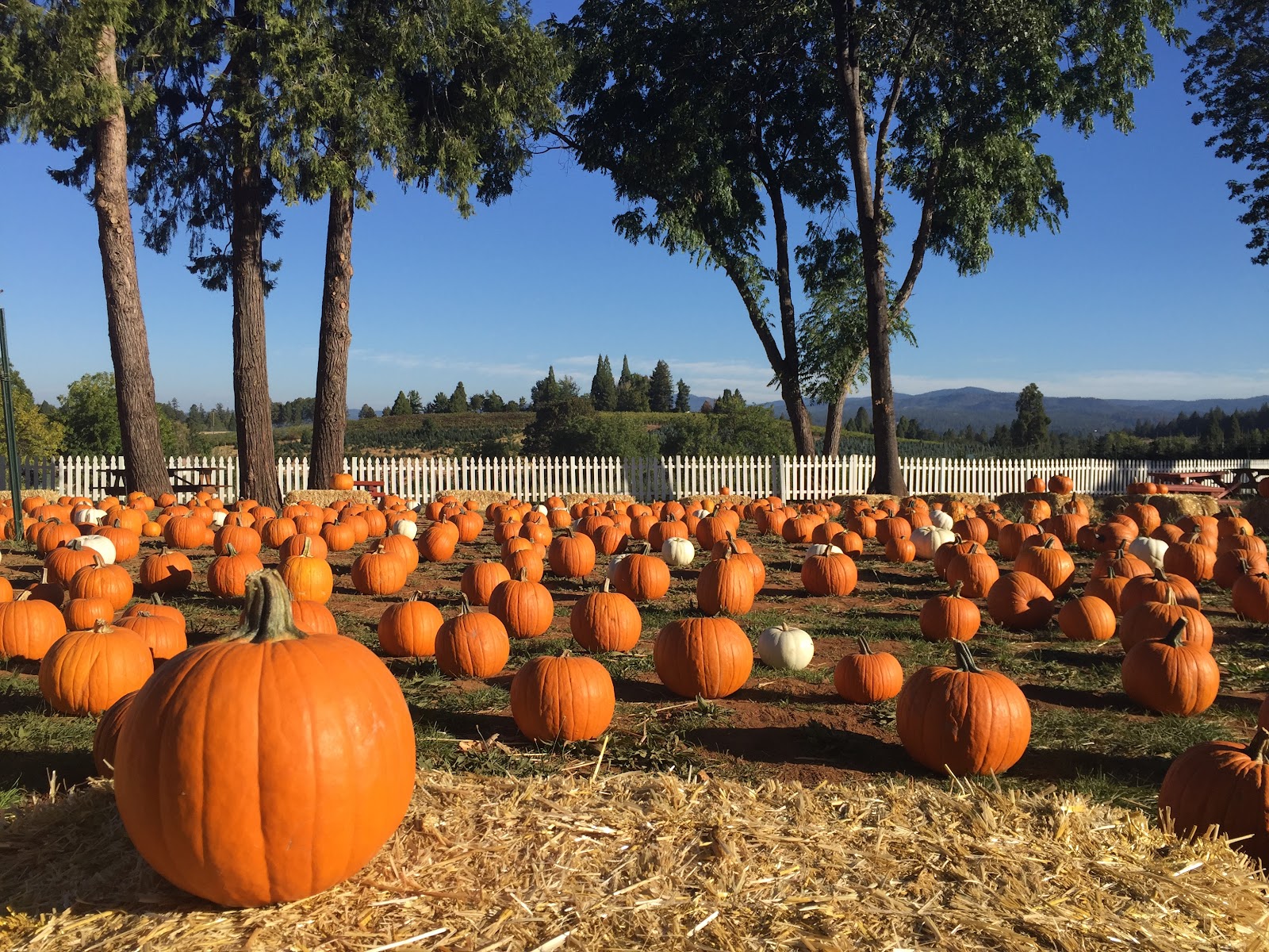 Boavista Farms
