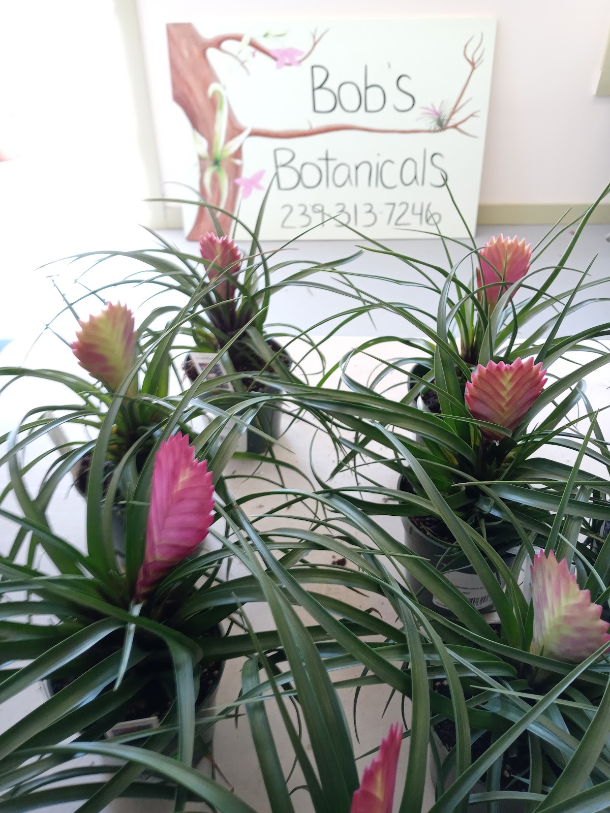 Bob's Botanicals