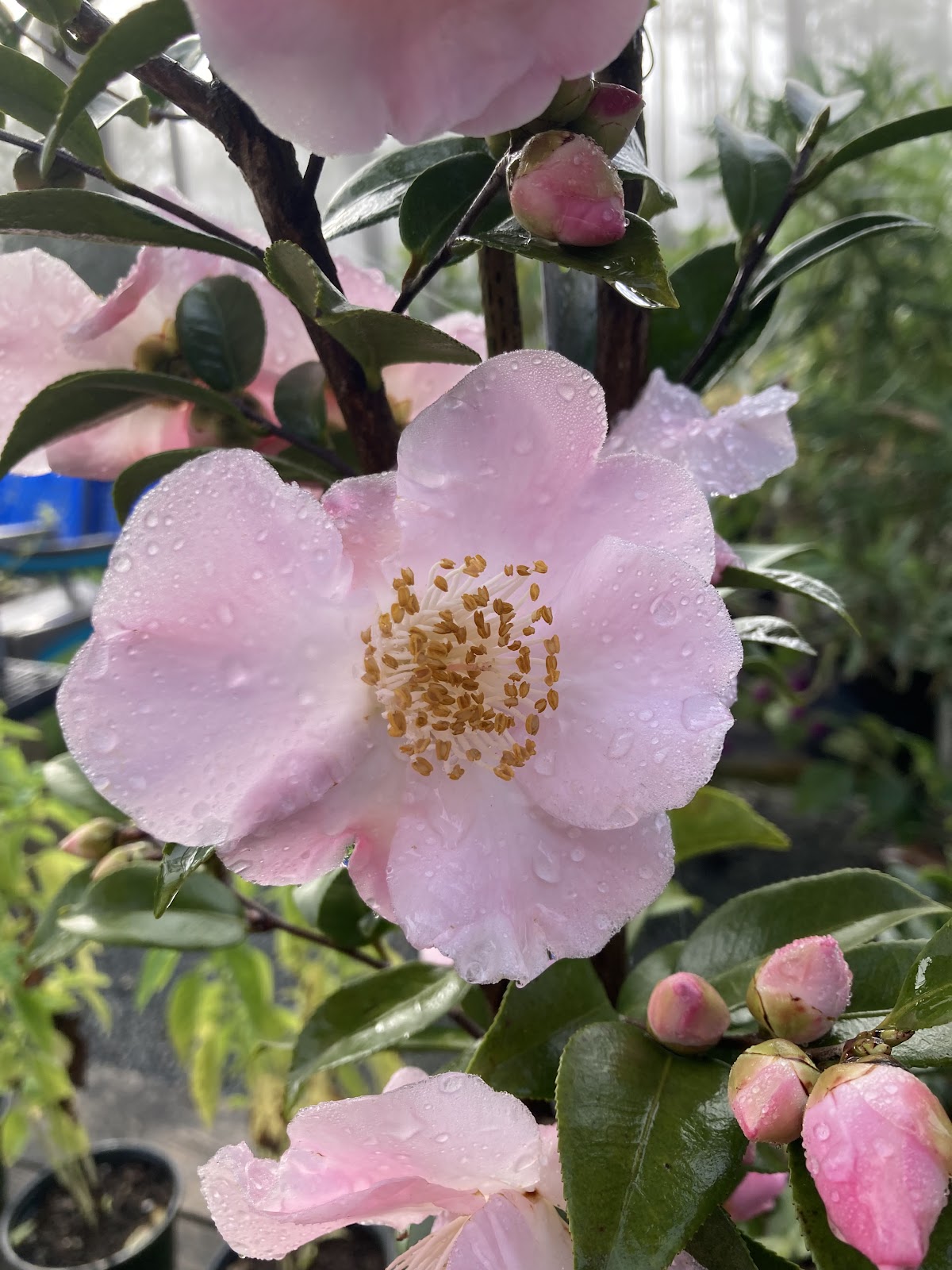 Bob Wines Camellia Gardens Inc