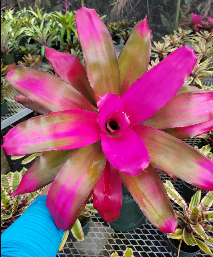 Bonita Bromeliads
