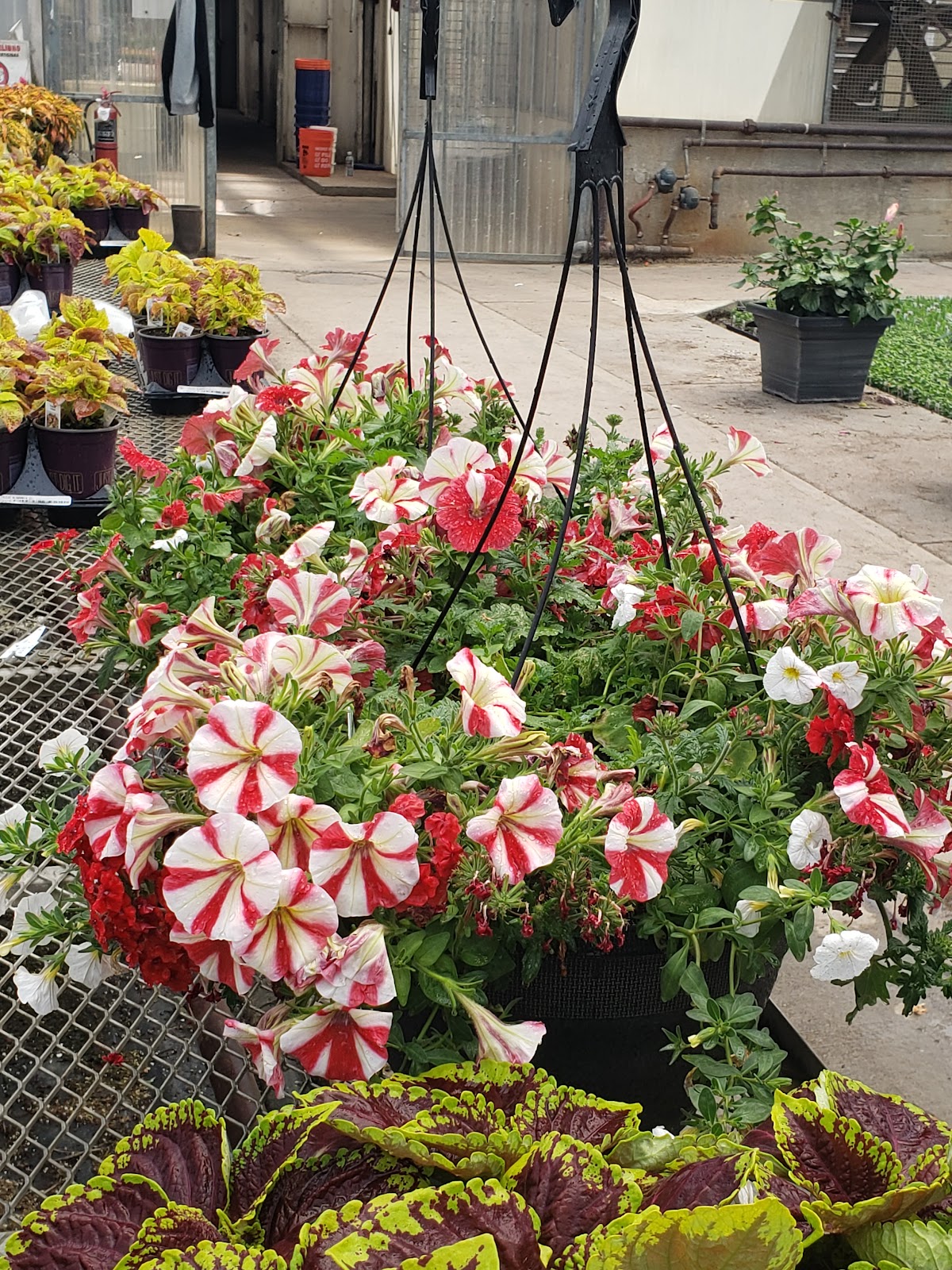 Botany Lane Greenhouse