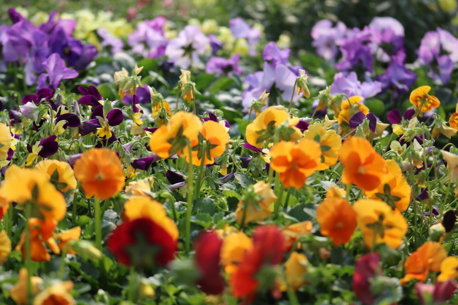 Breshear's Nursery & Greenhouse