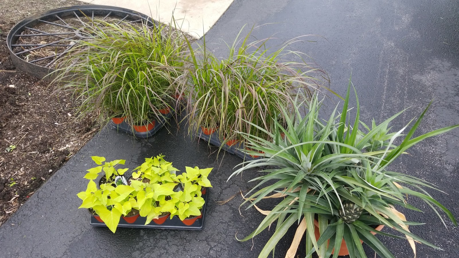 Brodbeck Greenhouse