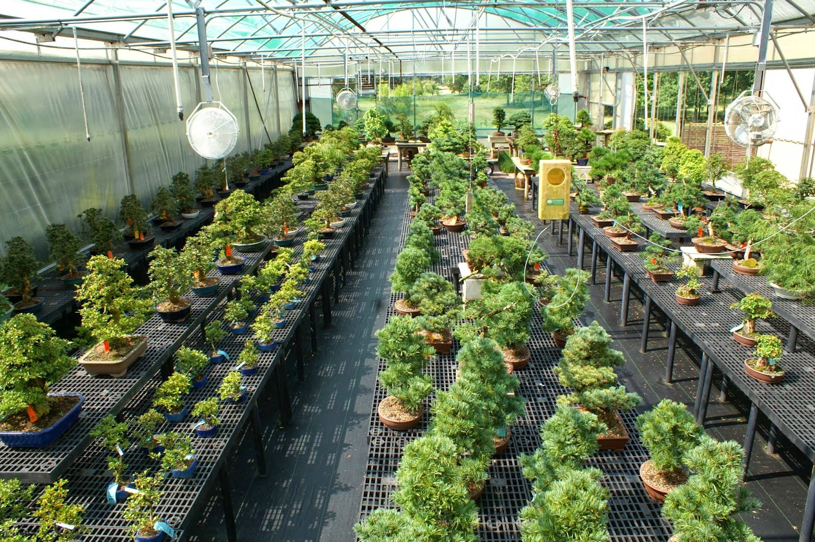 Brussel's Bonsai Nursery, LLC