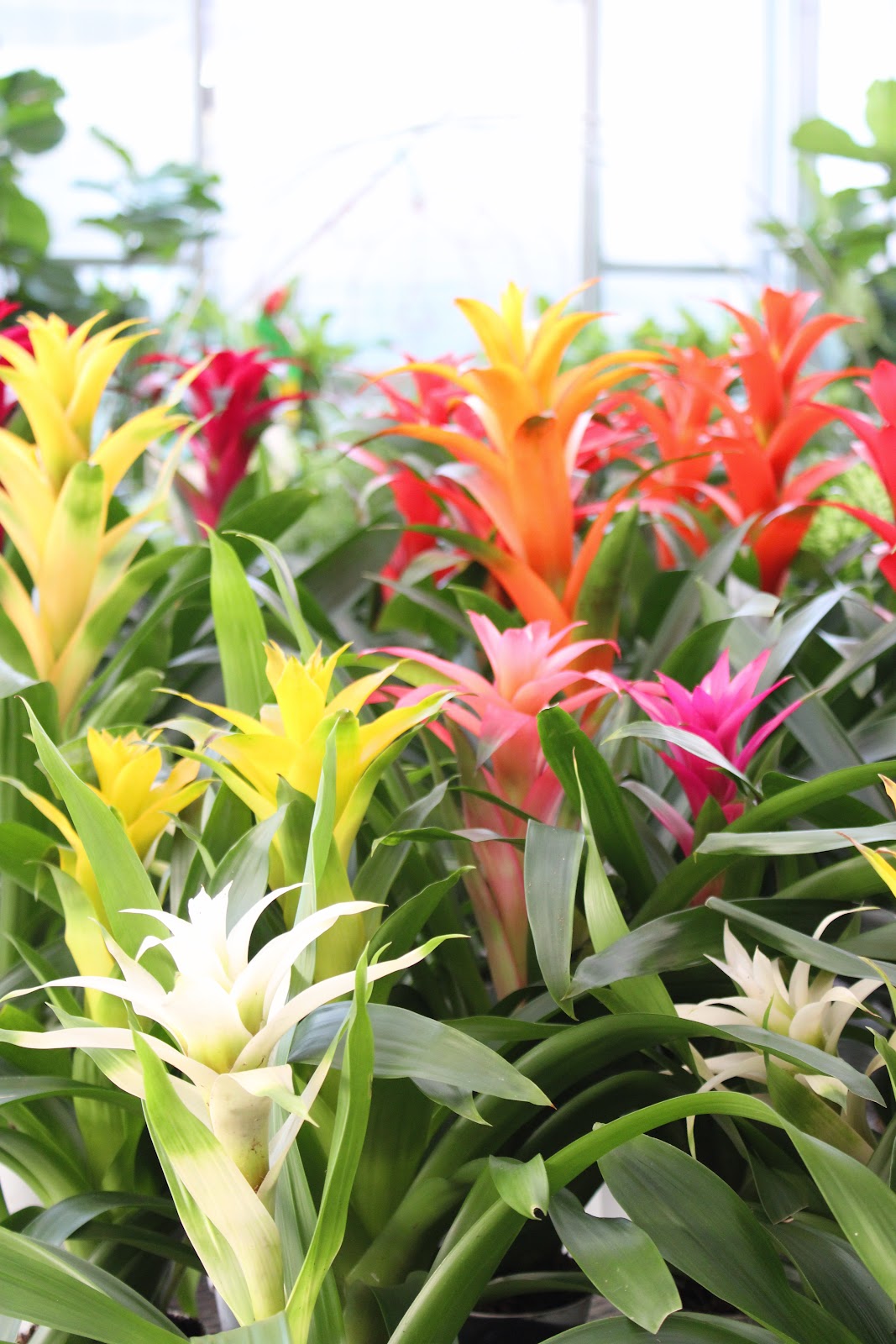 Buchanan's Native Plants